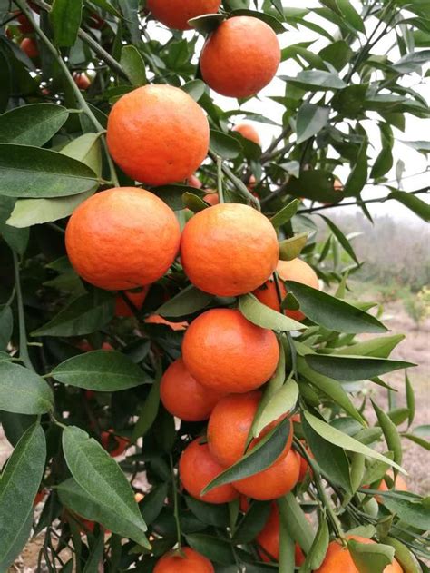 橘子種植